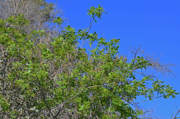 Common Hoptree, or Western Hoptree is a shrub or small tree that grows to 20 feet high with brown or dark purple twigs. Ptelea trifoliata